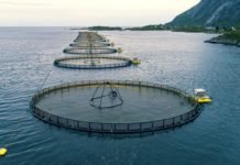 Dünyada ve Türkiye’de Balık Yetiştiriciliği Artıyor balık yetiştiriciliği