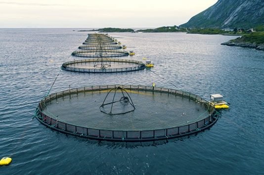 Dünyada ve Türkiye’de Balık Yetiştiriciliği Artıyor balık yetiştiriciliği