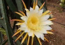 Serasında 15 Bin Ejder Meyvesi Üretecek ejder meyvesi