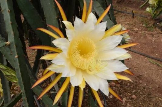 Serasında 15 Bin Ejder Meyvesi Üretecek ejder meyvesi