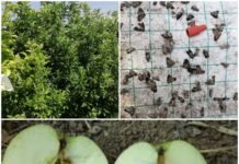 Elma İç Kurdu Zararlısına Karşı Mücadele Zamanına Dikkat! elma kurdu