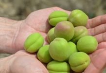 Malatya Kayısısında Yüksek Kalite Bekleniyor kayısı