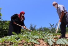 Beykoz Karpuzu Lezzetiyle İstanbul’u Saracak Beykoz_Karpuzu__2_