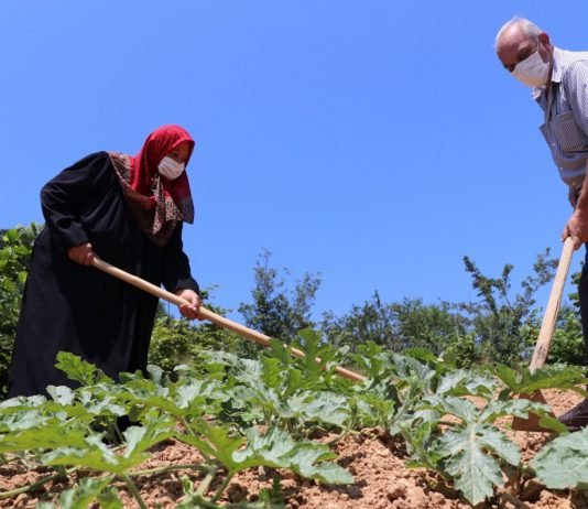 Beykoz Karpuzu Lezzetiyle İstanbul’u Saracak Beykoz_Karpuzu__2_
