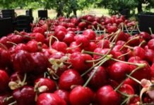 Kirazın Faydaları Nelerdir? KİRAZ