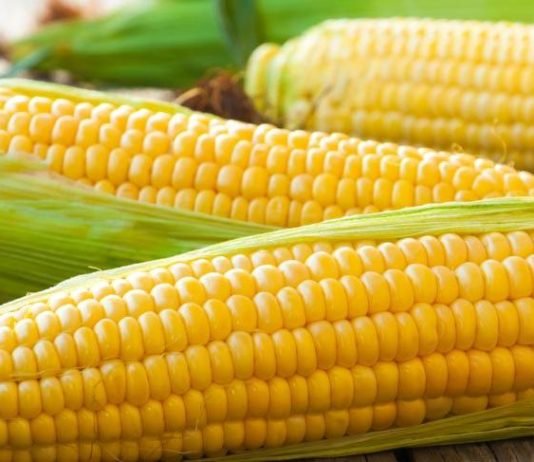 Tarım Bakanı Pakdemirli, Mısır Alım Fiyatını Açıkladı MISIR