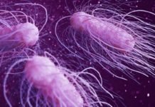 Gıda Güvenliği Düşmanı Salmonella Bakterisi Artık Daha Tehlikeli! salmonella