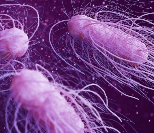 Gıda Güvenliği Düşmanı Salmonella Bakterisi Artık Daha Tehlikeli! salmonella
