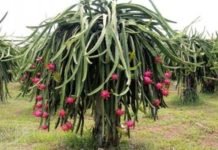 Marmara Ejder Meyvesinin Üretim Üssü Olacak! EJDER-MEYVESI-PITAYA