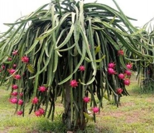 Marmara Ejder Meyvesinin Üretim Üssü Olacak! EJDER-MEYVESI-PITAYA