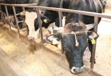 Elde Kalan Kurbanlıkları Et ve Süt Kurumu Alacak Elde kalan kurbanlıkları Et ve Süt Kurumu alacak