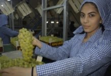 Pandemiye Karşı Bağışıklık Sisteminizi Sultani Sofralık Üzüm ile Güçlendirin SULTANİ ÜZÜM