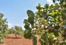 Yeşil Altının Hasadı Başladı Yeşil Altının Hasadı Başladı