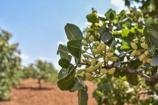 Yeşil Altının Hasadı Başladı Yeşil Altının Hasadı Başladı