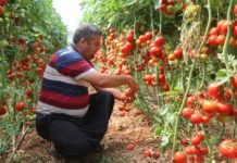 Erdemli’de 500 Üretici 500 e-ticaret Sitesi İle Satışa Başlıyor erdemlili__üretici