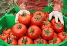 Örtü Altı Hasadına Başlanan Yayla Domatesine İlgi Arttı yayla domatesi