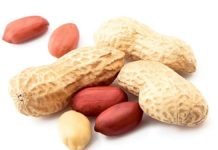 Fıstık tartışması tarlada başladı