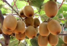 Kivi, Silifkeli Üreticinin Gözdesi Oldu KİVİ