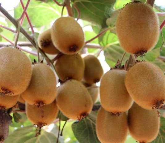 Kivi, Silifkeli Üreticinin Gözdesi Oldu KİVİ