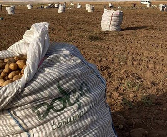 Kırşehir Patates Üretiminde Alternatif Hale Geliyor Kırşehir patates üretiminde alternatif hale geliyor
