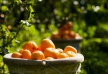 Satsuma Mandalinanın İhracat Yolculuğu 19 Ekim’de Başlıyor SATSUMA MANDALİNA