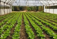 Yeşilyurt Belediyesi’nin Seralarında Kış Hazırlıkları SERA