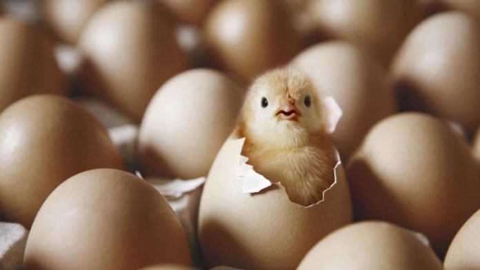 Yumurta Anne Sütünden Sonra En Kıymetli Besin