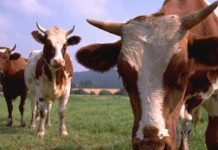 Hayvancılık Yatırım Destekleri Belirlendi hayvancılık