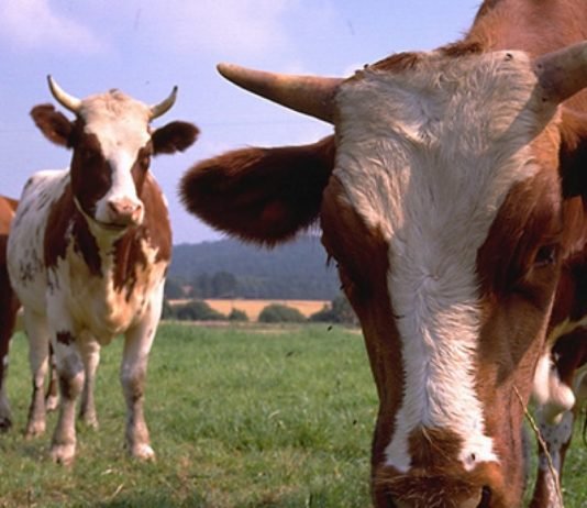 Hayvancılık Yatırım Destekleri Belirlendi hayvancılık