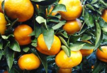 Mandalina İhracatında Hedef 400 Milyon Dolar mandalina