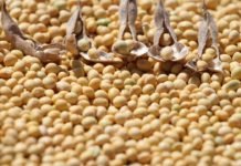 Soya Fasulyesine Ne Kadar Destek Ödeniyor? soya fasulyesi