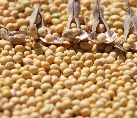 Soya Fasulyesine Ne Kadar Destek Ödeniyor? soya fasulyesi
