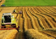 Tarım ÜFE Kasımda Yükseldi Çeltik ve Tahıllar Başı Çekti tarim