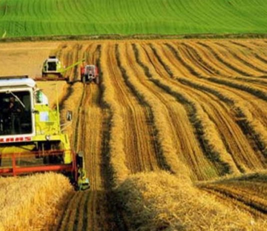 Tarım ÜFE Kasımda Yükseldi Çeltik ve Tahıllar Başı Çekti tarim