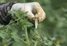 Türkiye’nin Yerli Ve Milli Sebze Tohumları Kadınlara Emanet yerli ve milli tohum