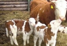 Buzağı Destekleri Ödeniyor Bakan Pakdemirli Açıklama Yaptı! Buzağı destekleri ödeniyor