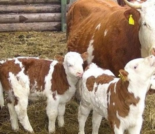 Buzağı Destekleri Ödeniyor Bakan Pakdemirli Açıklama Yaptı! Buzağı destekleri ödeniyor