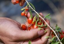 Köyde Goji Berry Yetiştirerek Çiftçilere Örnek Oluyor Köyde goji berry yetiştirerek çiftçilere örnek oluyor