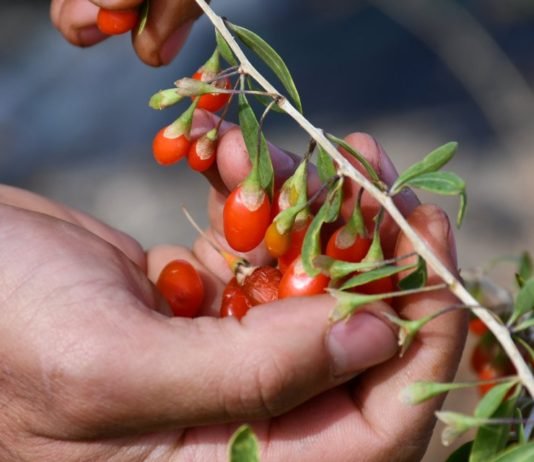 Köyde Goji Berry Yetiştirerek Çiftçilere Örnek Oluyor Köyde goji berry yetiştirerek çiftçilere örnek oluyor
