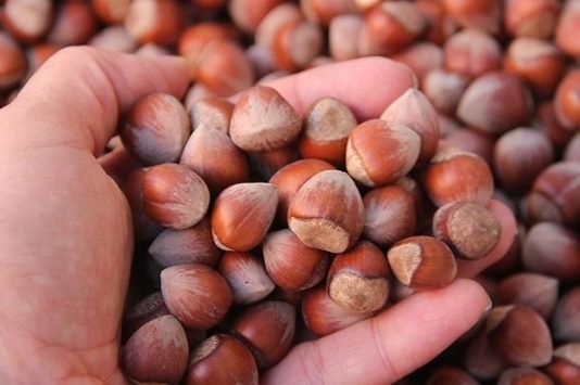 Ordu’da Serbest Piyasada Fındık 23,5 Liradan İşlem Görüyor ORDU FINDIĞI