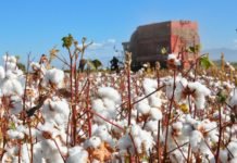 Türk Pamuğuna Talep Arttı Pamuk