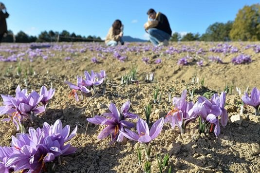Safrandan Elde Edilen Verim Üreticiyi Memnun Etti Safrandan Elde Edilen Verim Üreticiyi Memnun Etti