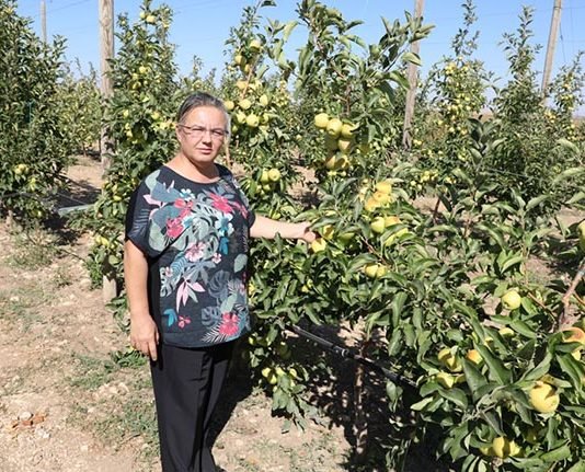 Eskişehir’de Üretilen Organik Elmalar Bebek Mamalarında Kullanılıyor eskisehir_de_uretilen_organik_elmalar_bebek_mamalari