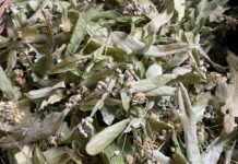 Havalar Soğudu, Ihlamurun Fiyatı Arttı ihlamur