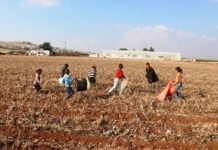 Tarlada Kalan Kirli Pamuklar Geçim Kaynağı Oldu kirli-pamuk-toplamak