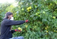 Mersin’de Lamas Limonu Hasadı Bereket Duaları İle Başladı limon-hasadi