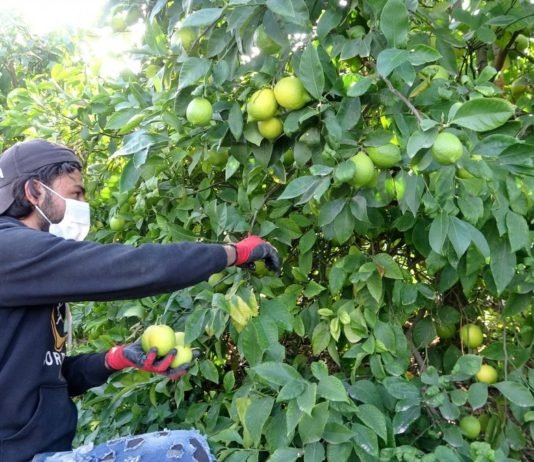 Mersin’de Lamas Limonu Hasadı Bereket Duaları İle Başladı limon-hasadi
