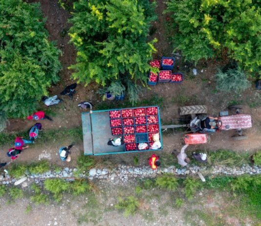 Batı Akdeniz’den 20 Milyon Dolarlık Nar İhracatı Yapıldı nar-ihracati