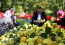 Dalında Satılan Kahramanmaraş’ın Şahinkaya Ayvası 10 Ülkeye İhraç Ediliyor sahinkaya-ayvasi