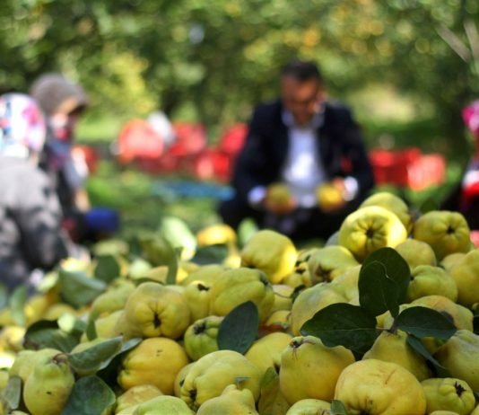 Dalında Satılan Kahramanmaraş’ın Şahinkaya Ayvası 10 Ülkeye İhraç Ediliyor sahinkaya-ayvasi